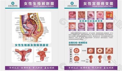 女孩生殖器|女陰